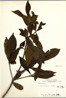 藏品(霧社木薑子)的圖片